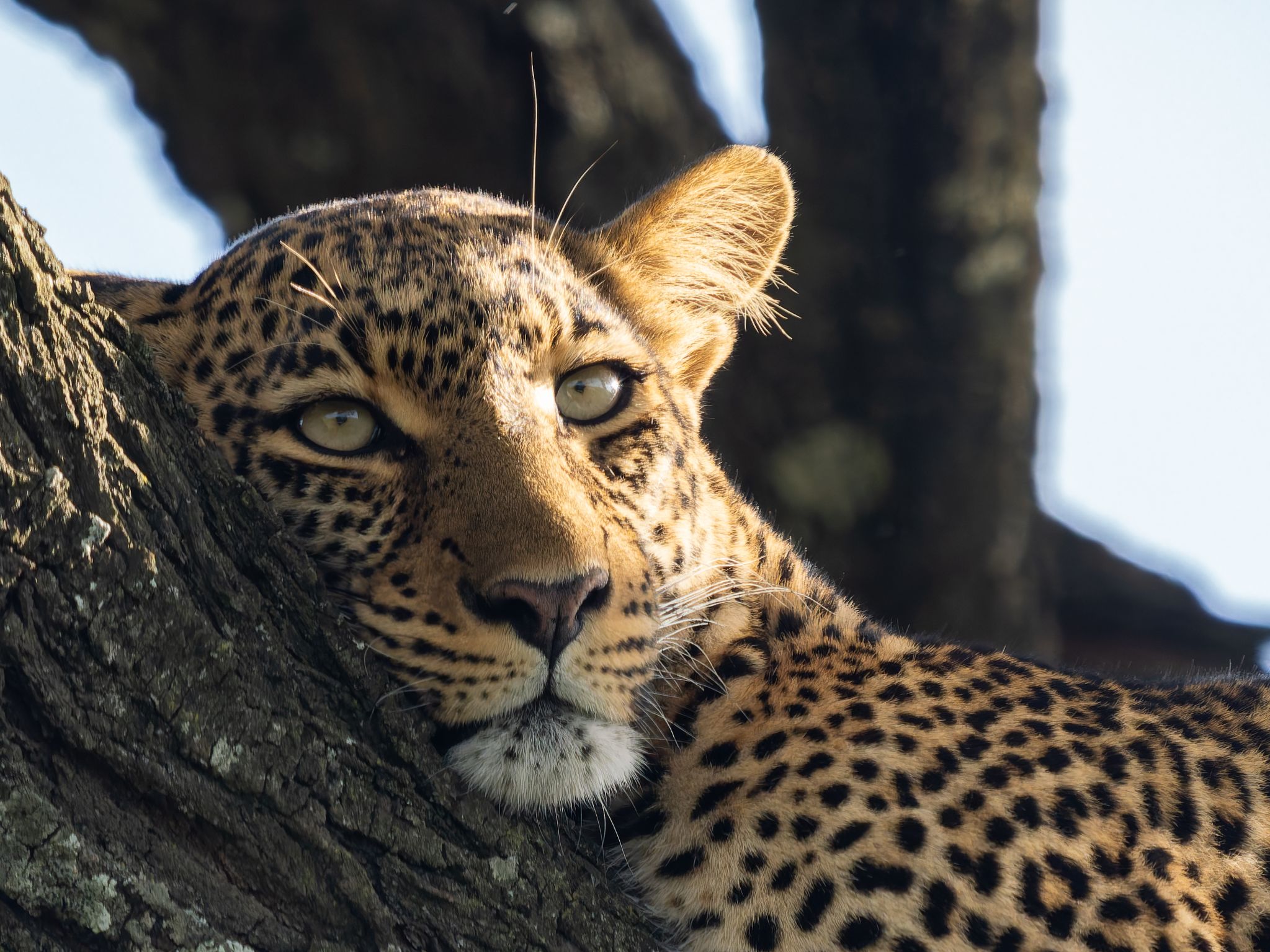 Leopard, Kenia